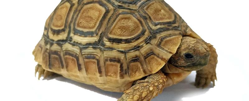 Dieta żółwia lamparciego