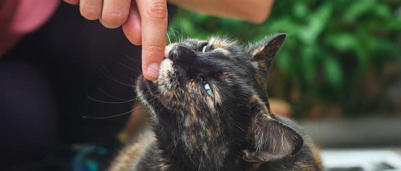 Dlaczego kot gryzie po nogach