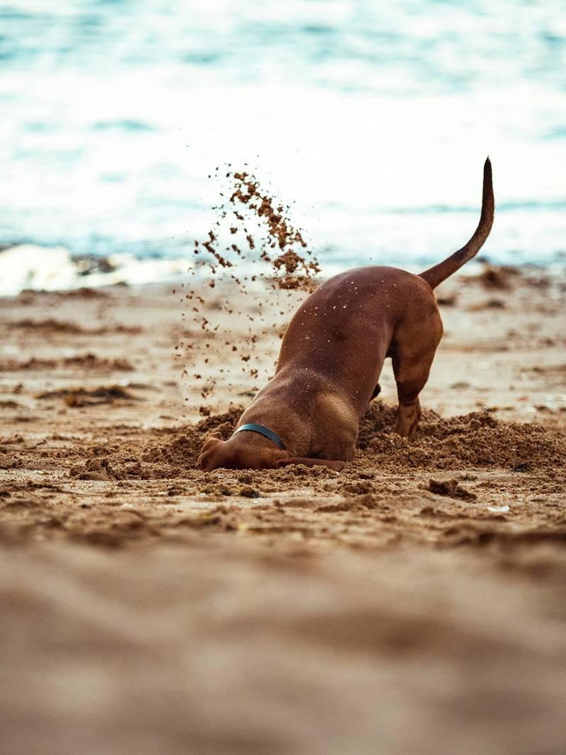 Dlaczego pies kopie dziury