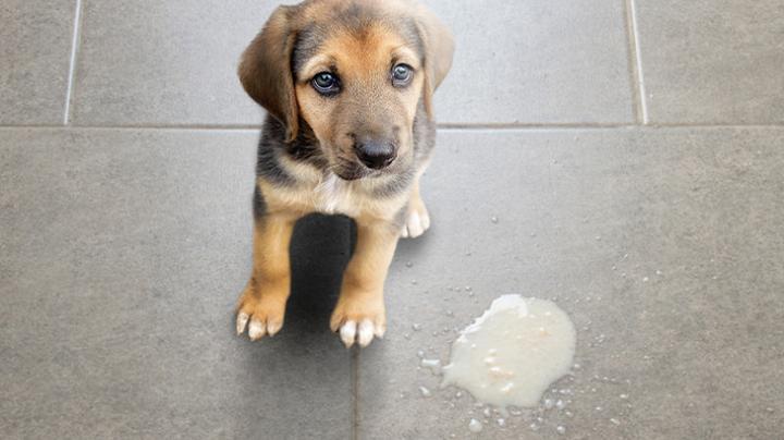 Domowe metody łagodzenia wymiotów psa