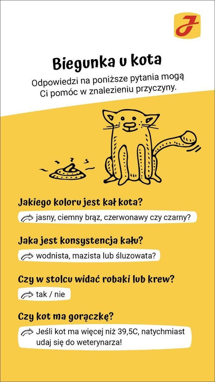 Domowe sposoby na biegunkę u kota