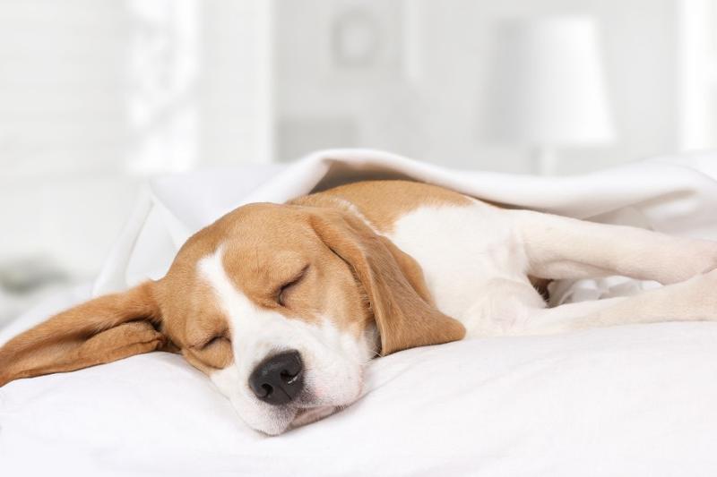 Domowe sposoby na chrapanie u psa