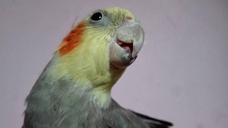 Emocje papug i ich płacz