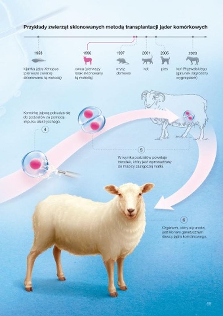 Etyczne aspekty klonowania zwierząt
