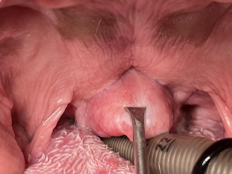 Głośne oddychanie u psa