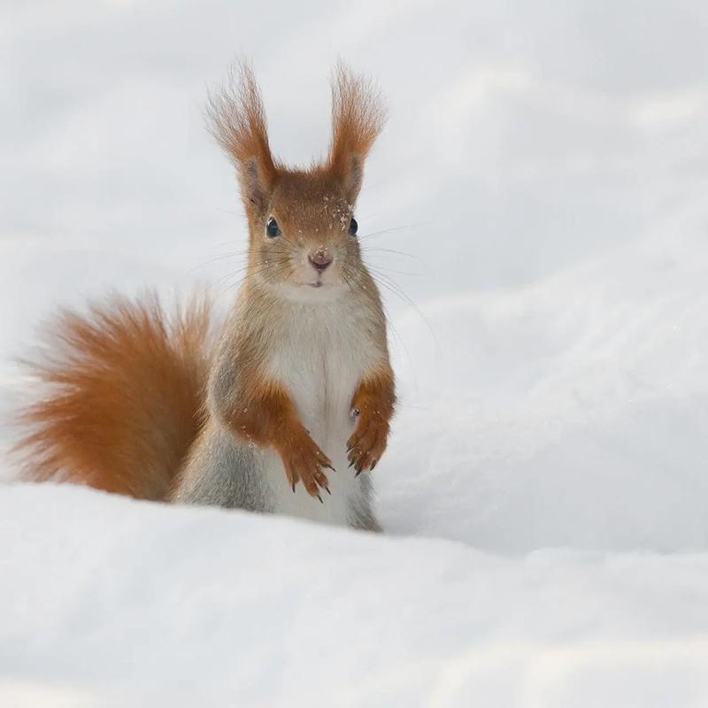 Gromadzenie żywności przez zwierzęta