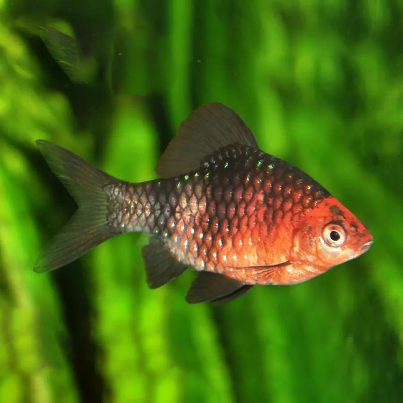 Harmonia w akwarium z brzankami