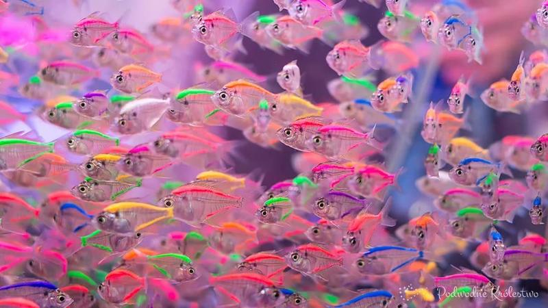 Ile ryb w akwarium 60l