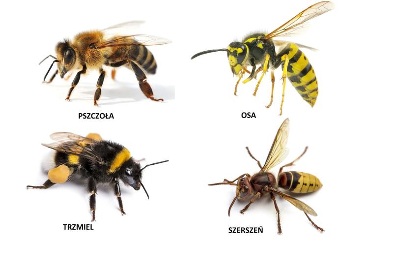 Jak chronić psa przed szerszeniami