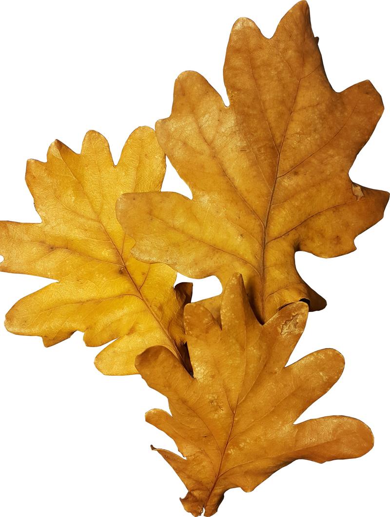 Jak przygotować liście dębu