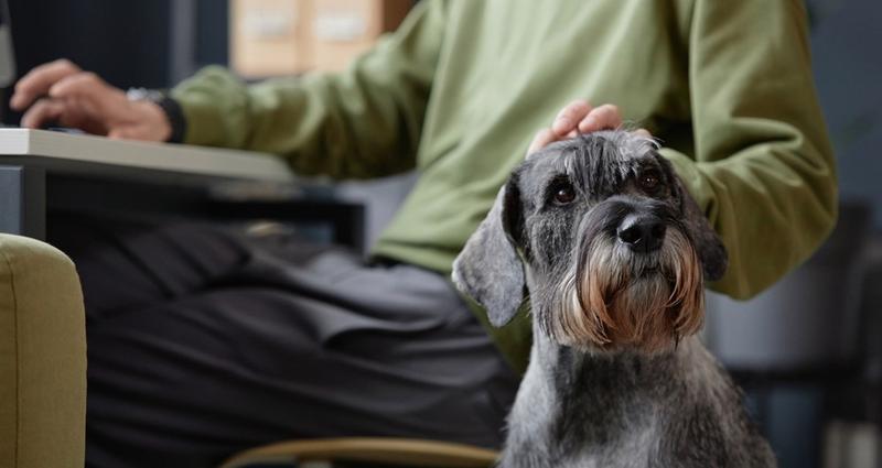 Jak zgłosić psa w urzędzie gminy
