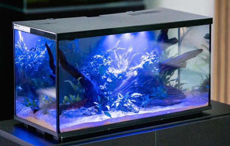 Karmienie ryb w akwarium