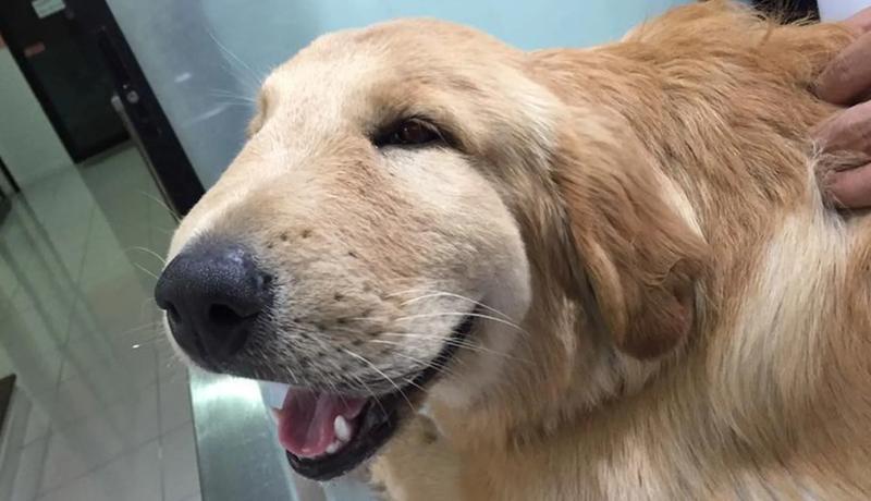 Kiedy do weterynarza po ugryzieniu osy