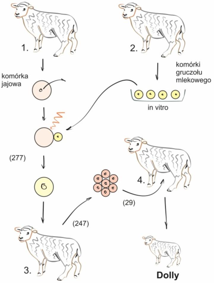 Klonowanie w ratowaniu zagrożonych gatunków