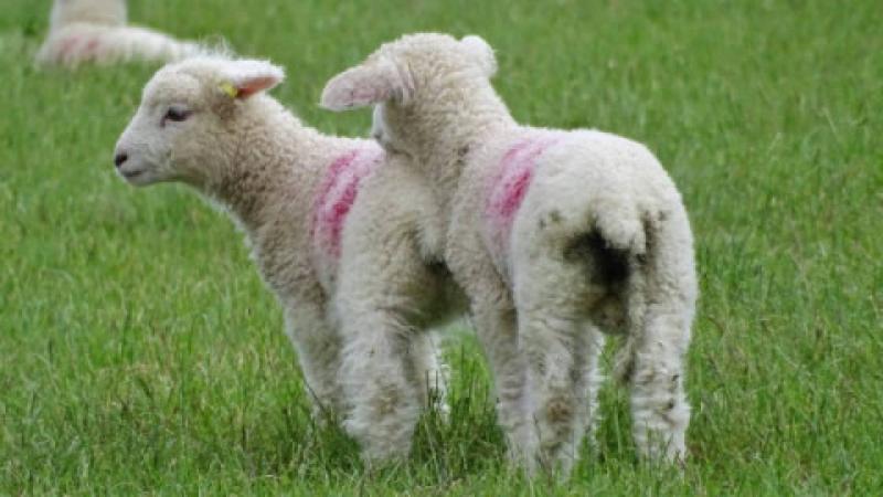 Klonowanie zwierząt w ochronie przyrody