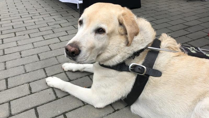 Kluczowe techniki treningowe psów przewodników