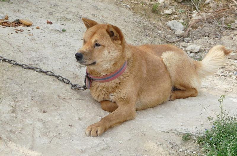 Korea Południowa jedzenie psów