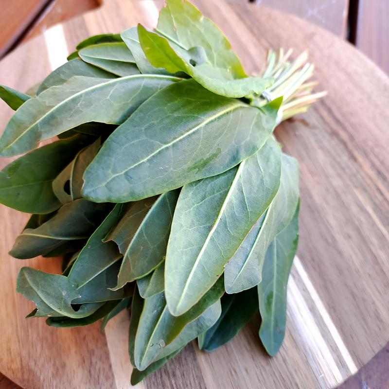 Korzyści i ryzyka żywienia psów