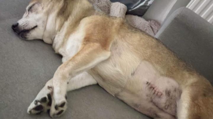 Koszt usunięcia śledziony u psa