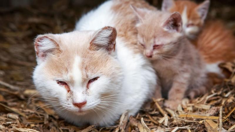 Leczenie opryszczki u kota