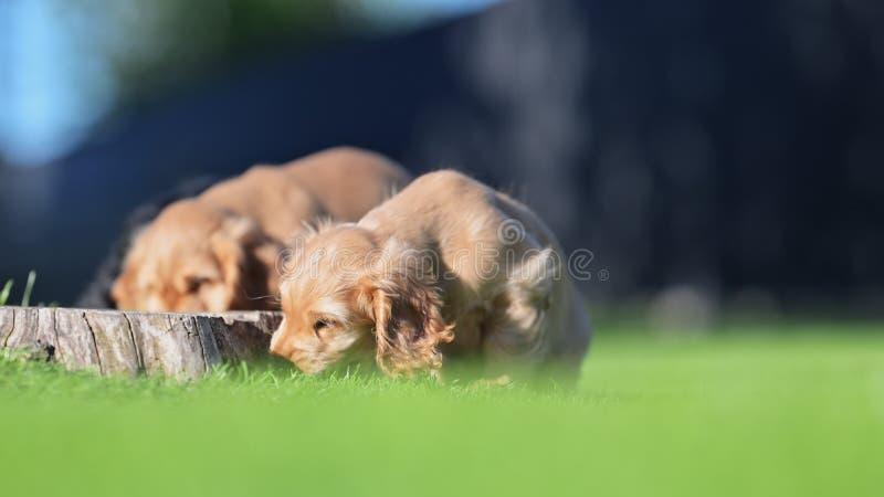 Magia codziennych chwil z psem