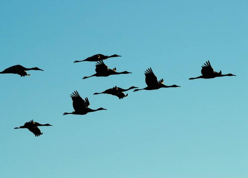 Migracje ptaków do ciepłych krajów