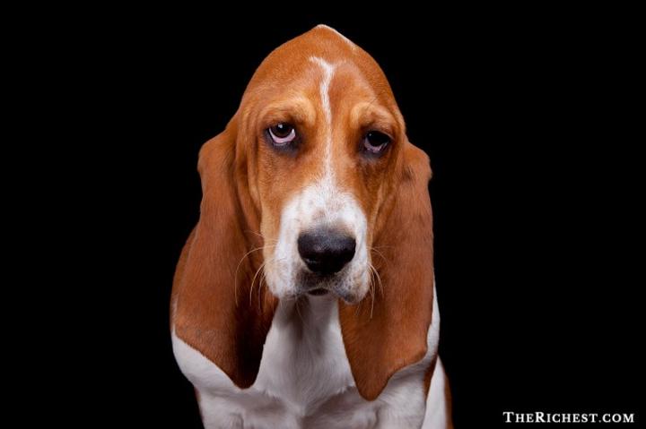 Najgłupszy pies świata