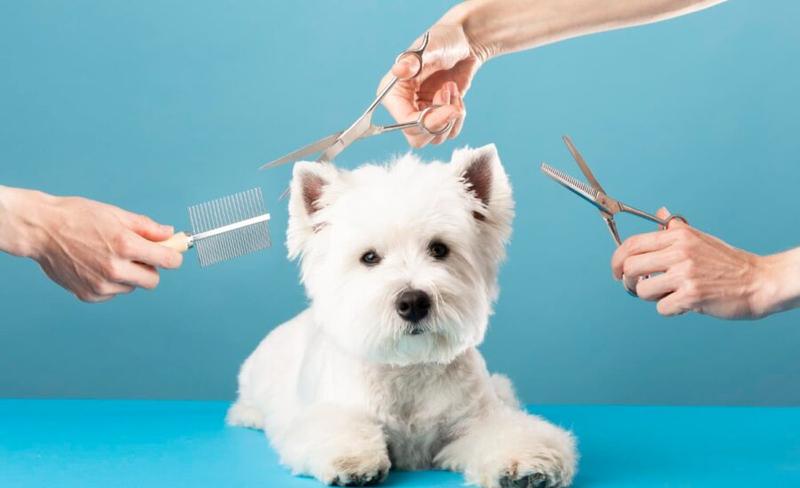 Najlepsze narzędzia do strzyżenia psa