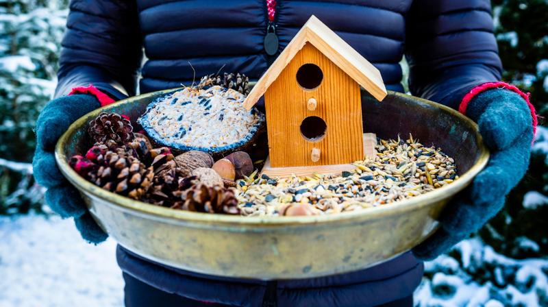 Najlepszy pokarm dla ptaków