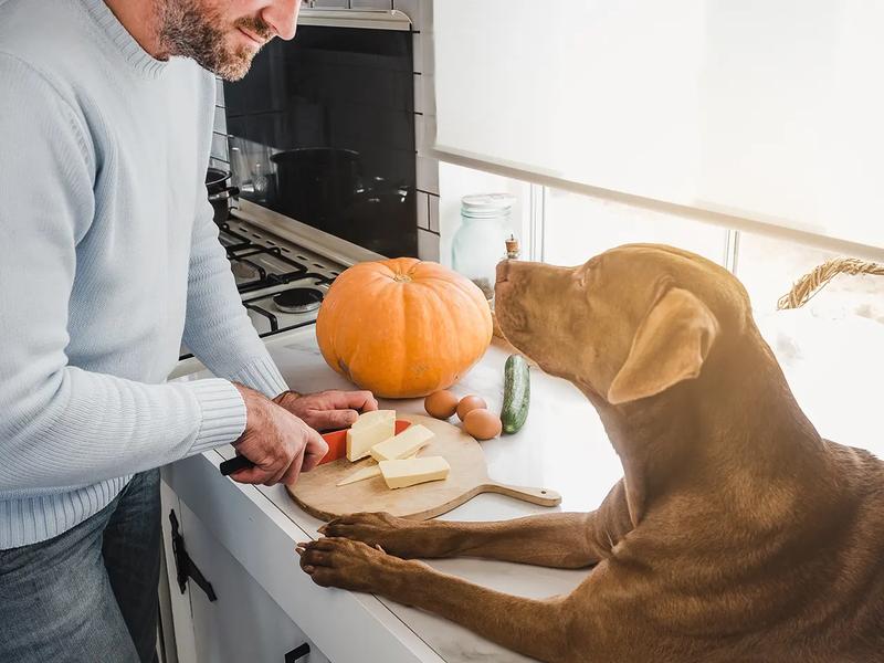 Naturalne metody łagodzenia zaparć u psa