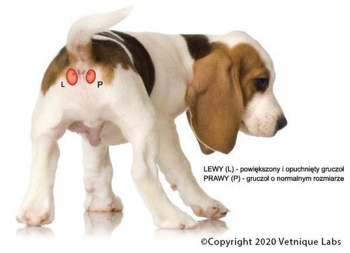 Naturalne metody opróżniania gruczołów