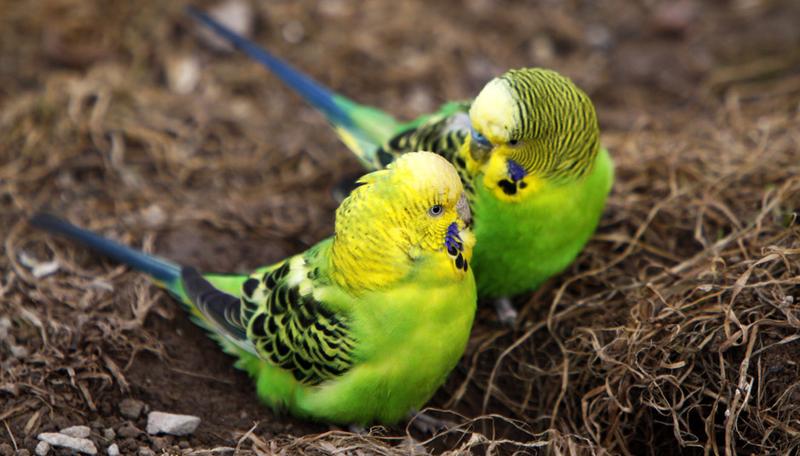 Naturalne przysmaki dla papug