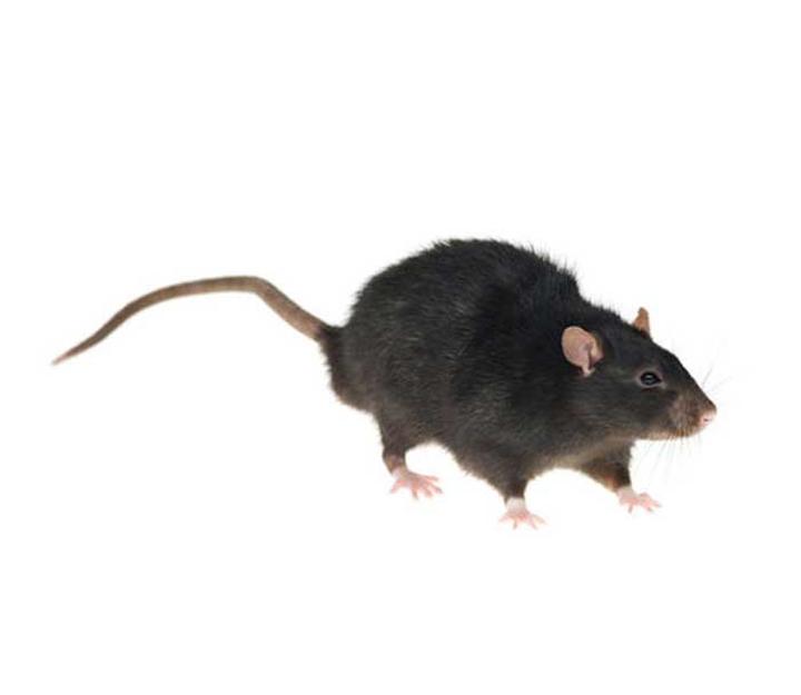 Naturalne środki na szczury