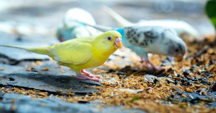 Nutraceutyki dla kanarka