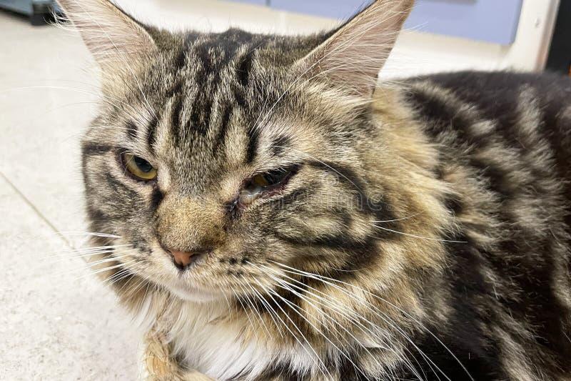 Objawy i przyczyny opryszczki u kota