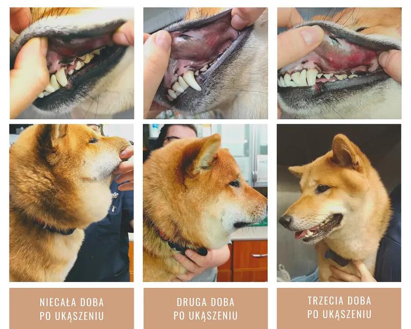 Objawy ugryzienia osy u psów i reakcja