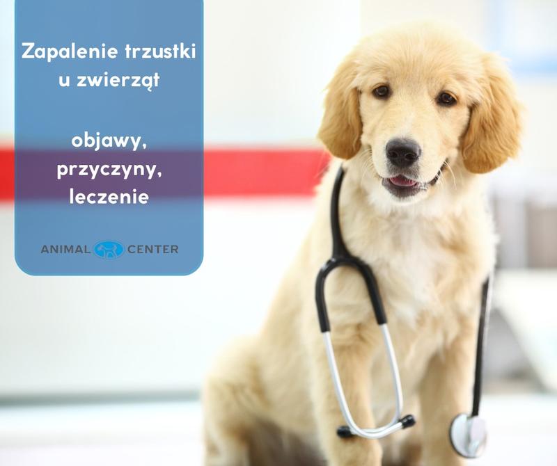 Objawy zapalenia trzustki u psa