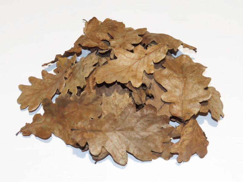 Obróbka liści dębu do akwarium