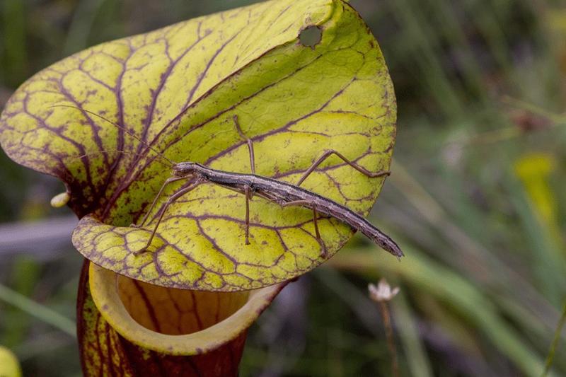 Opieka nad patyczakami zimą