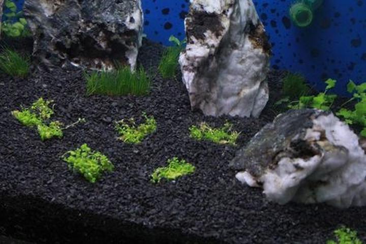 Parametry wody w akwarium