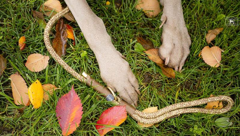 Pielęgnacja paznokci u psa