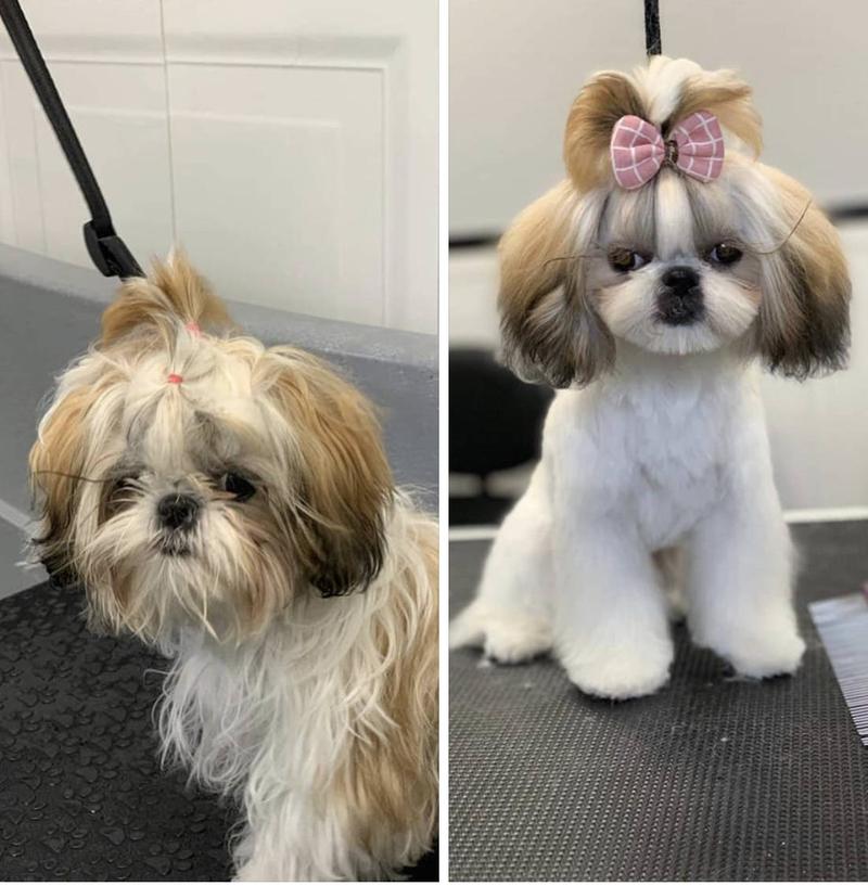 Pielęgnacja sierści psa rasy Bolognese