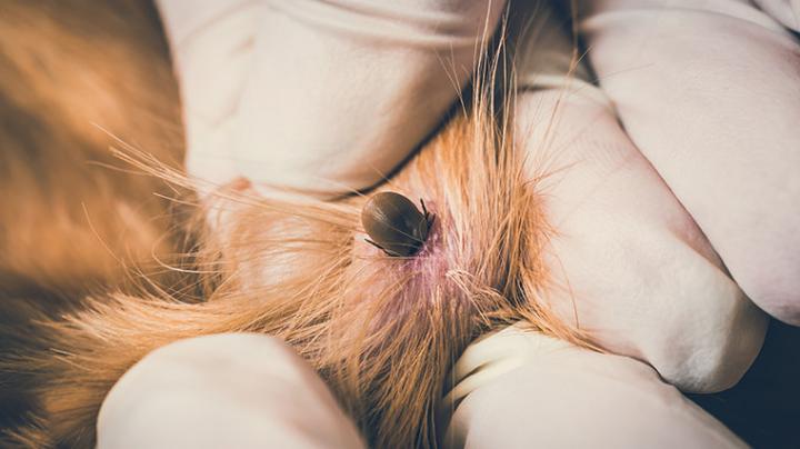 Pierwsza pomoc po usunięciu kleszcza u psa