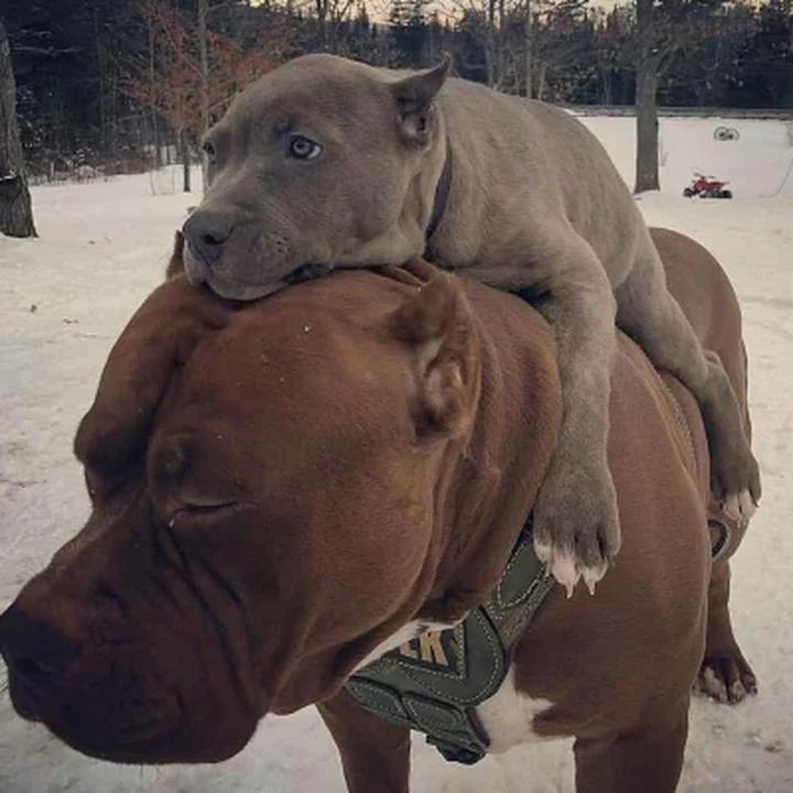 Pies bydlak w rodzinie i z dziećmi