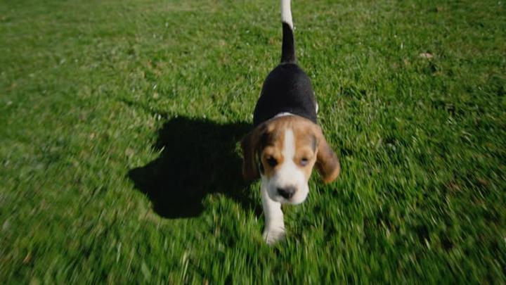 Pies pije w zwolnionym tempie