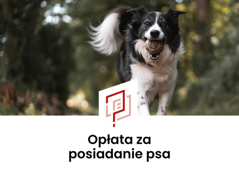Podatek od psa w gminie