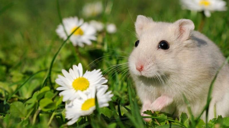 Podstawy rysunku prostymi kształtami