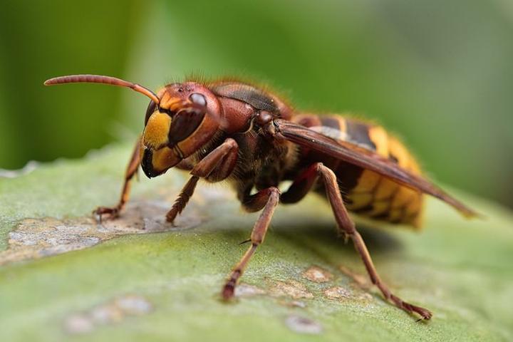 Porady dla właścicieli psów - użądlenie szerszenia