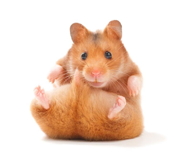 Porównanie cen ras chomików