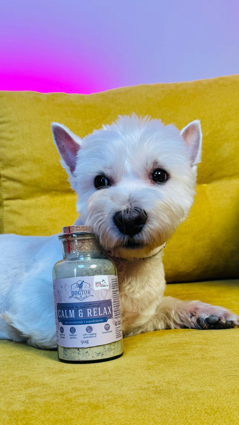 Potrzeby ruchowe i aktywność psa